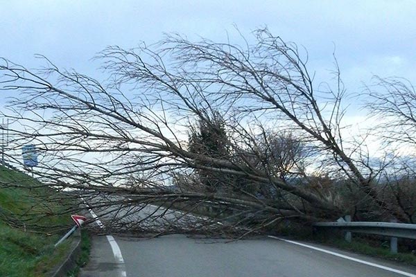 Albero abbattuto dal vento