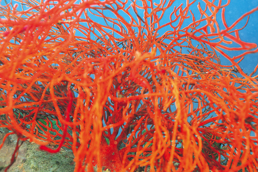 Tempo di mare e, per chi può, di coralli