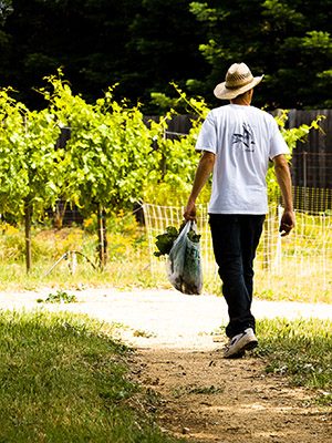 Lavoratore in una vigna