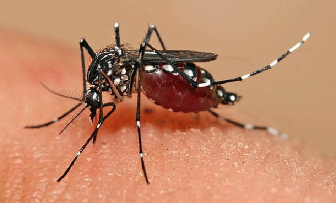 Febbre Dengue, altro caso a Prato. Disinfestazione alle 6