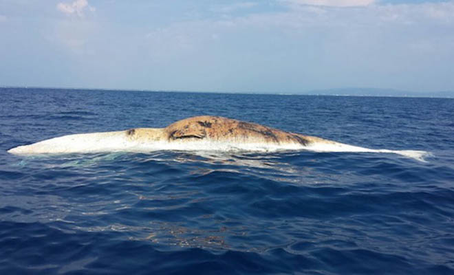 Carcassa di balena a poche miglia dalla foce dell’Arno