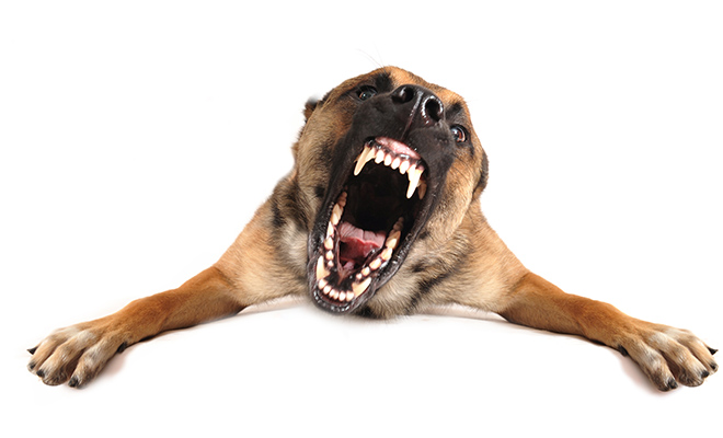 Cane aggressivo