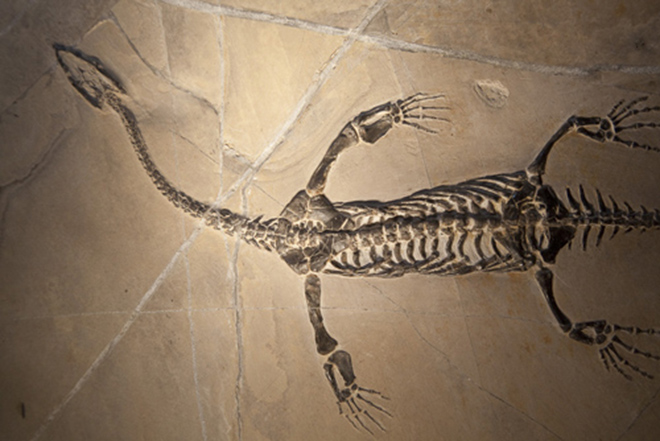 Keichosaurus