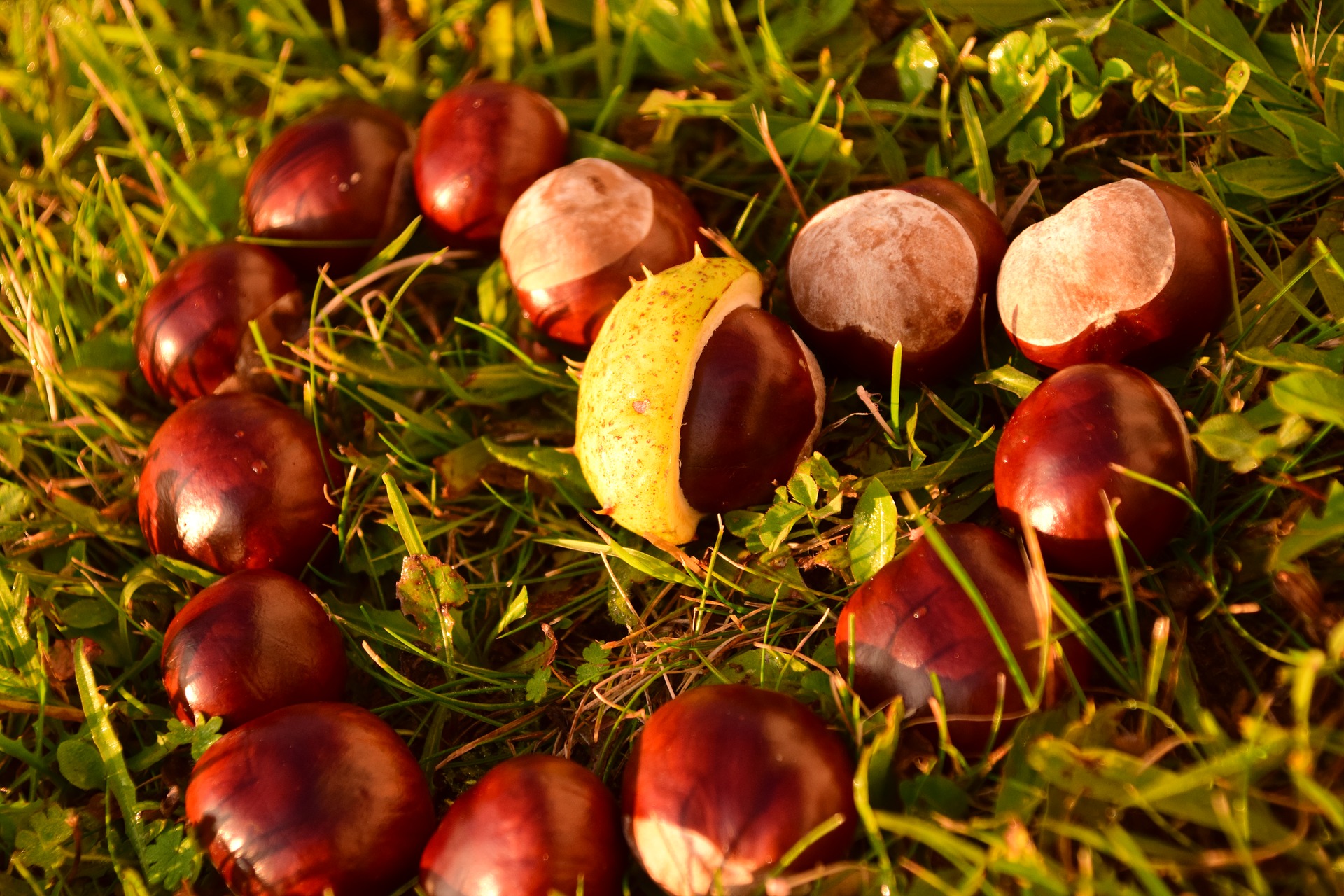 Marrone d’autunno, tutte le iniziative nel Mugello