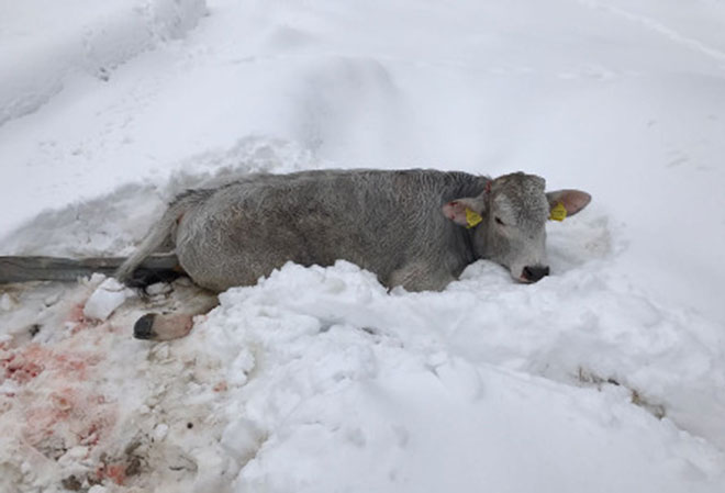 Redditi agricoltori terremotati, fondamentale via libera dalla Ue