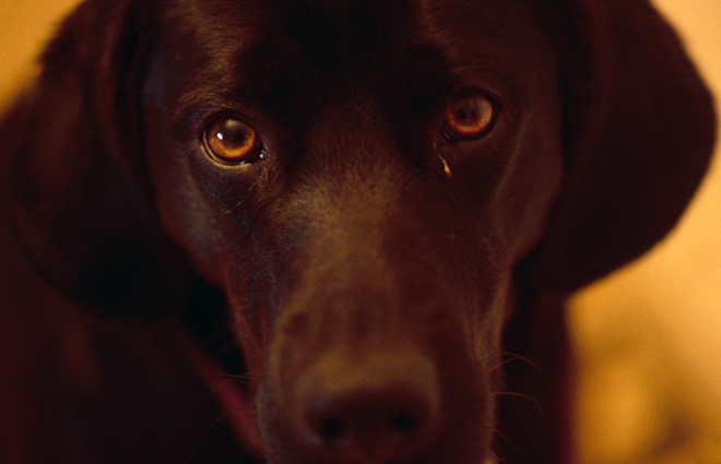 Cane