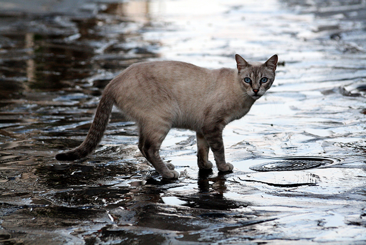 Un gatto