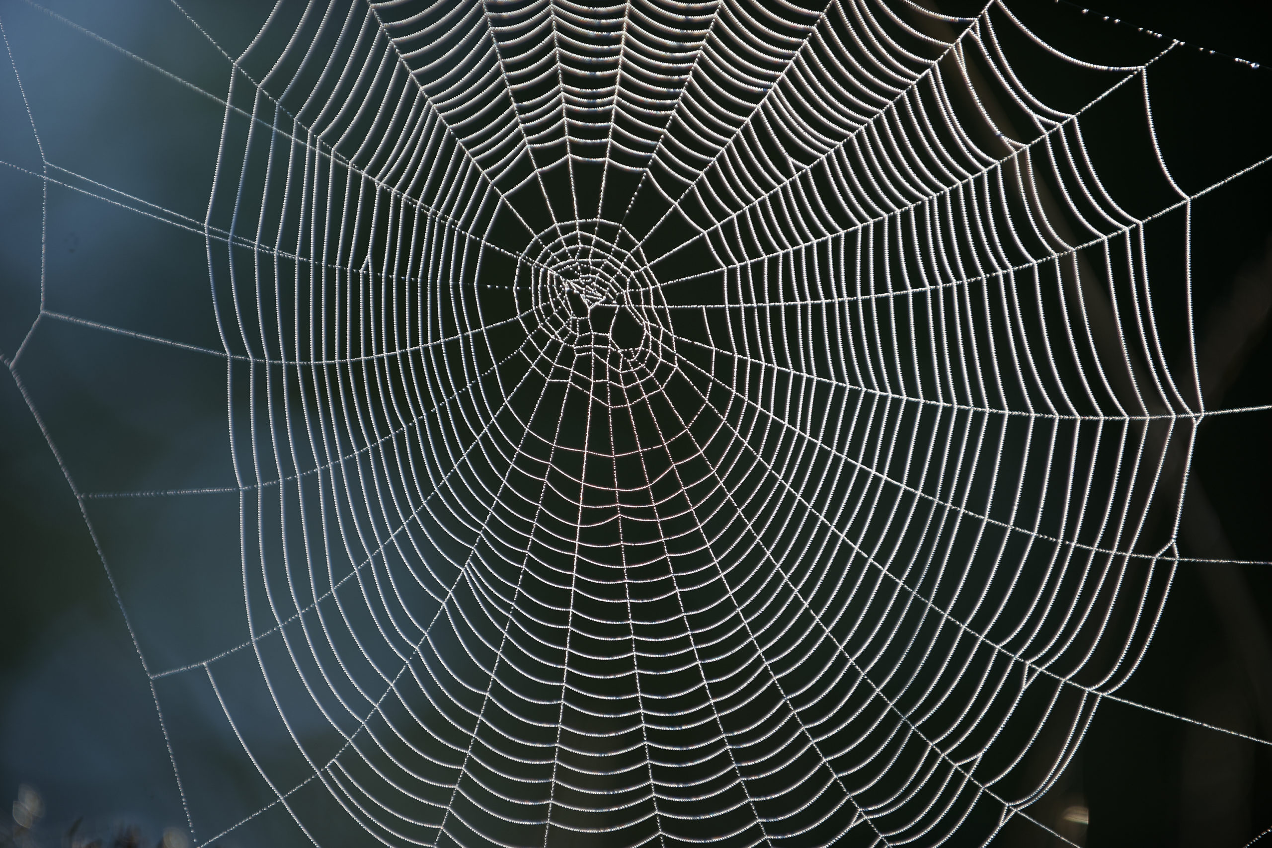 Pipistrelli, serpenti e allocchi: i segreti degli animali di Halloween