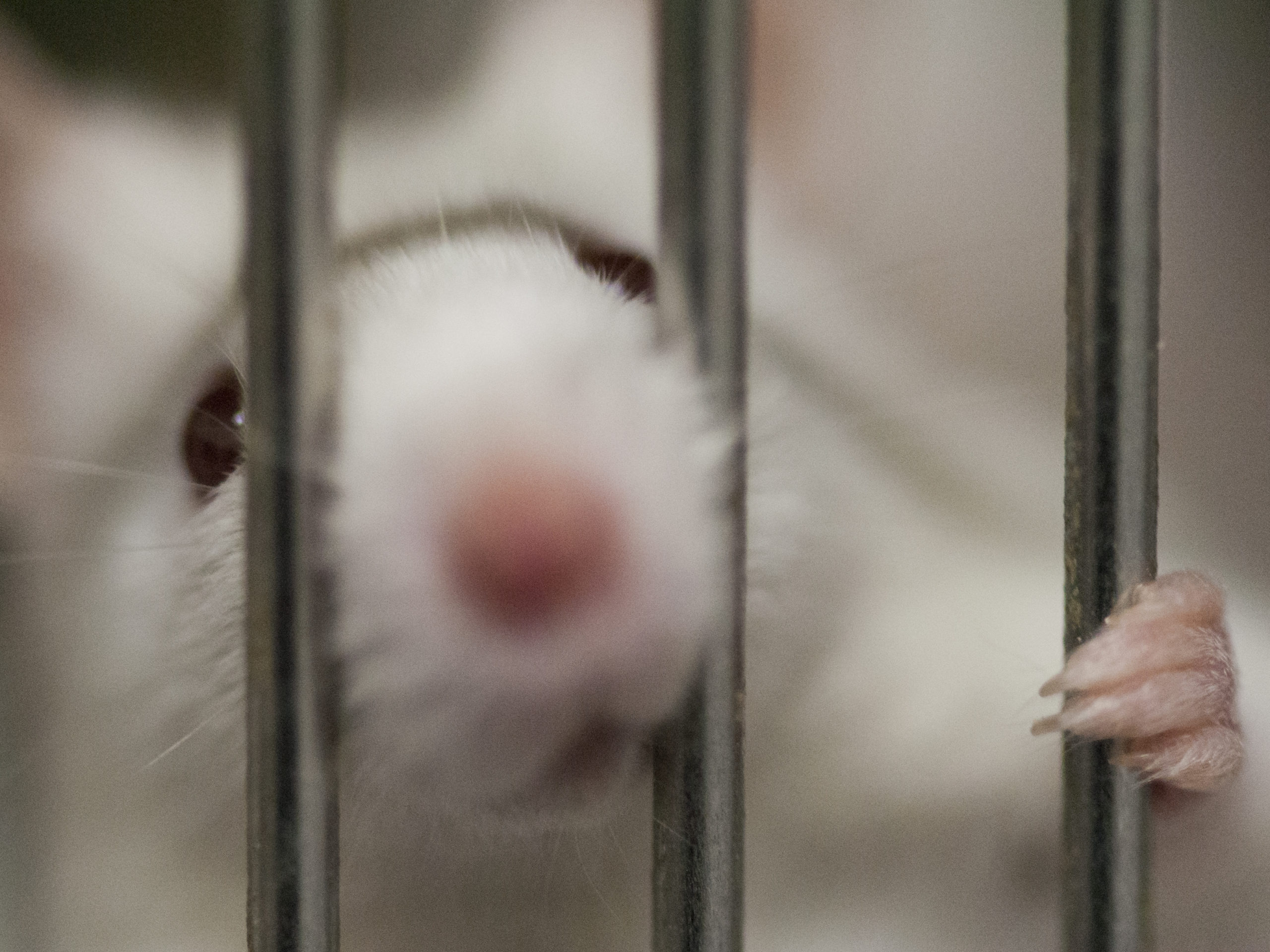 Vivisezione: 400.000 topi torturati e uccisi per la ricerca cosmetica