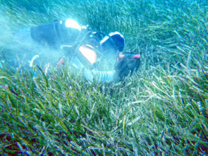 Campionamento di sedimento nella Posidonia