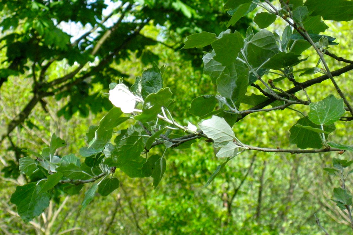 Foglie di pioppo bianco