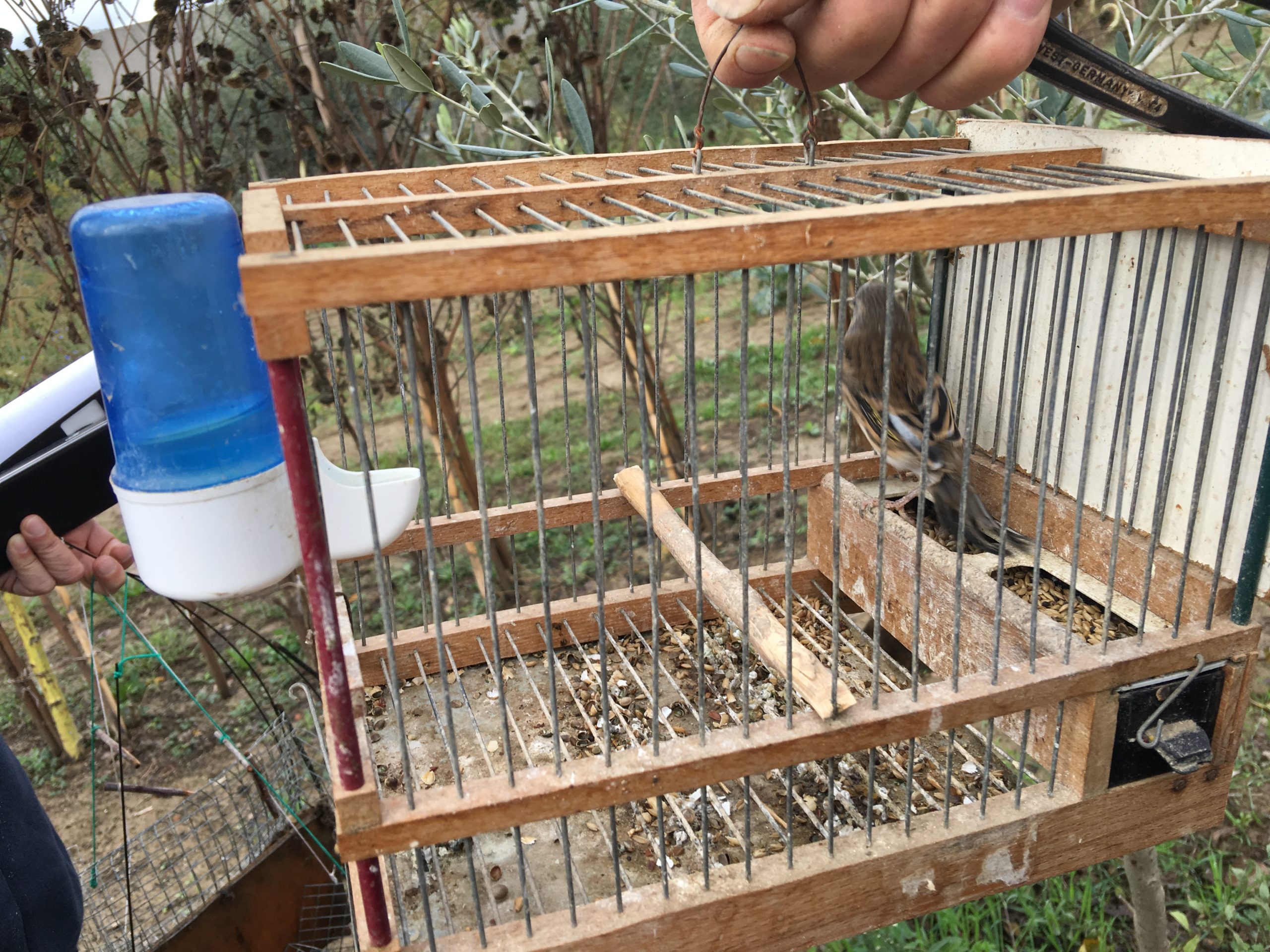 Uccello vivo e trappole per catturare i volatili migratori, denunciato agricoltore