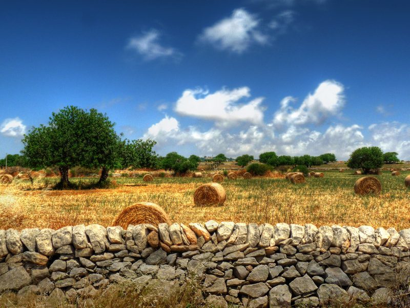 GIORNATA SUOLO: COLDIRETTI, CON TERRA SPARITI 400 MLN KG CIBO IN 10 ANNI