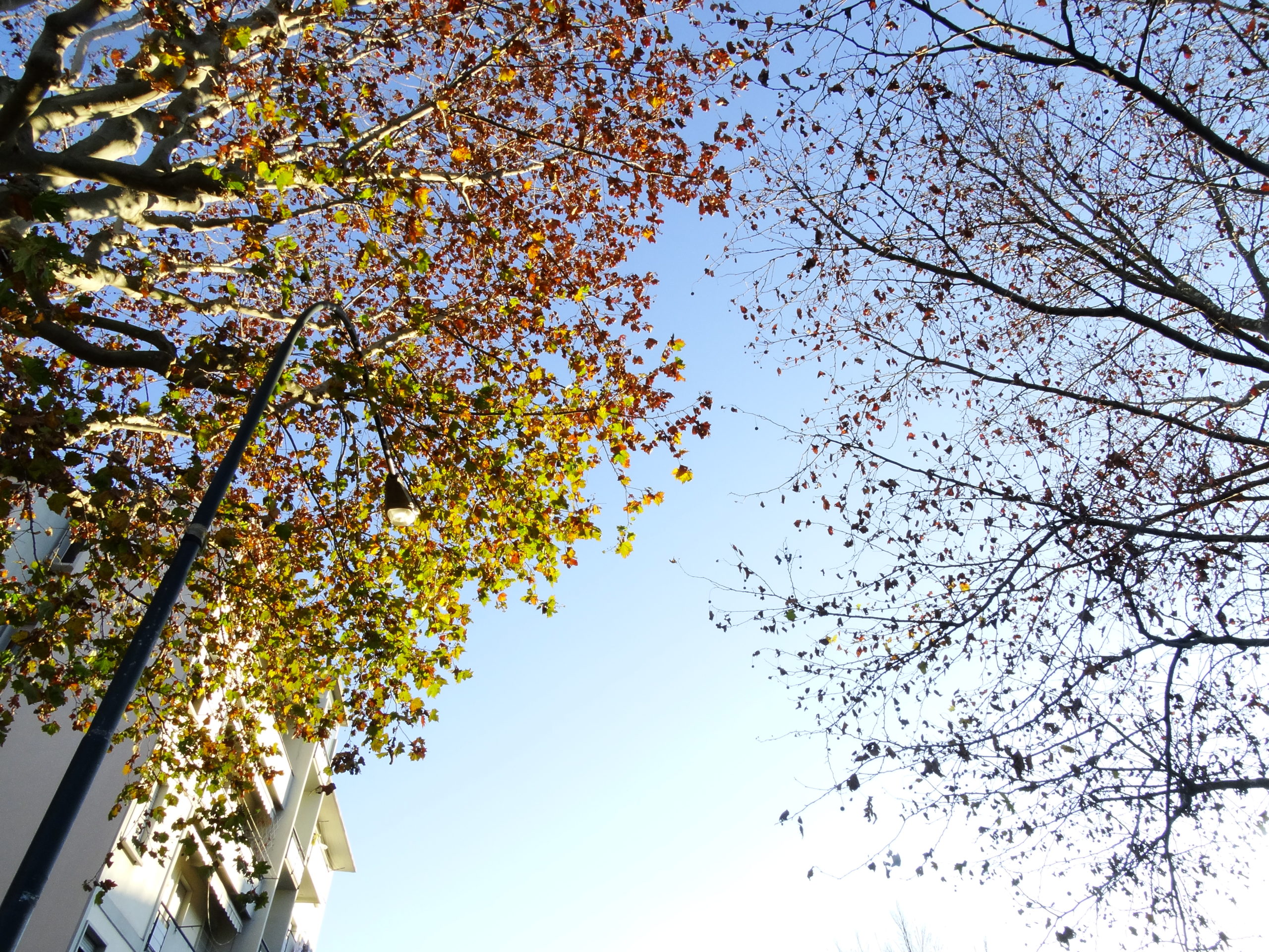 Un platano sotto la luce, uno degli alberi di firenze sempre verdi