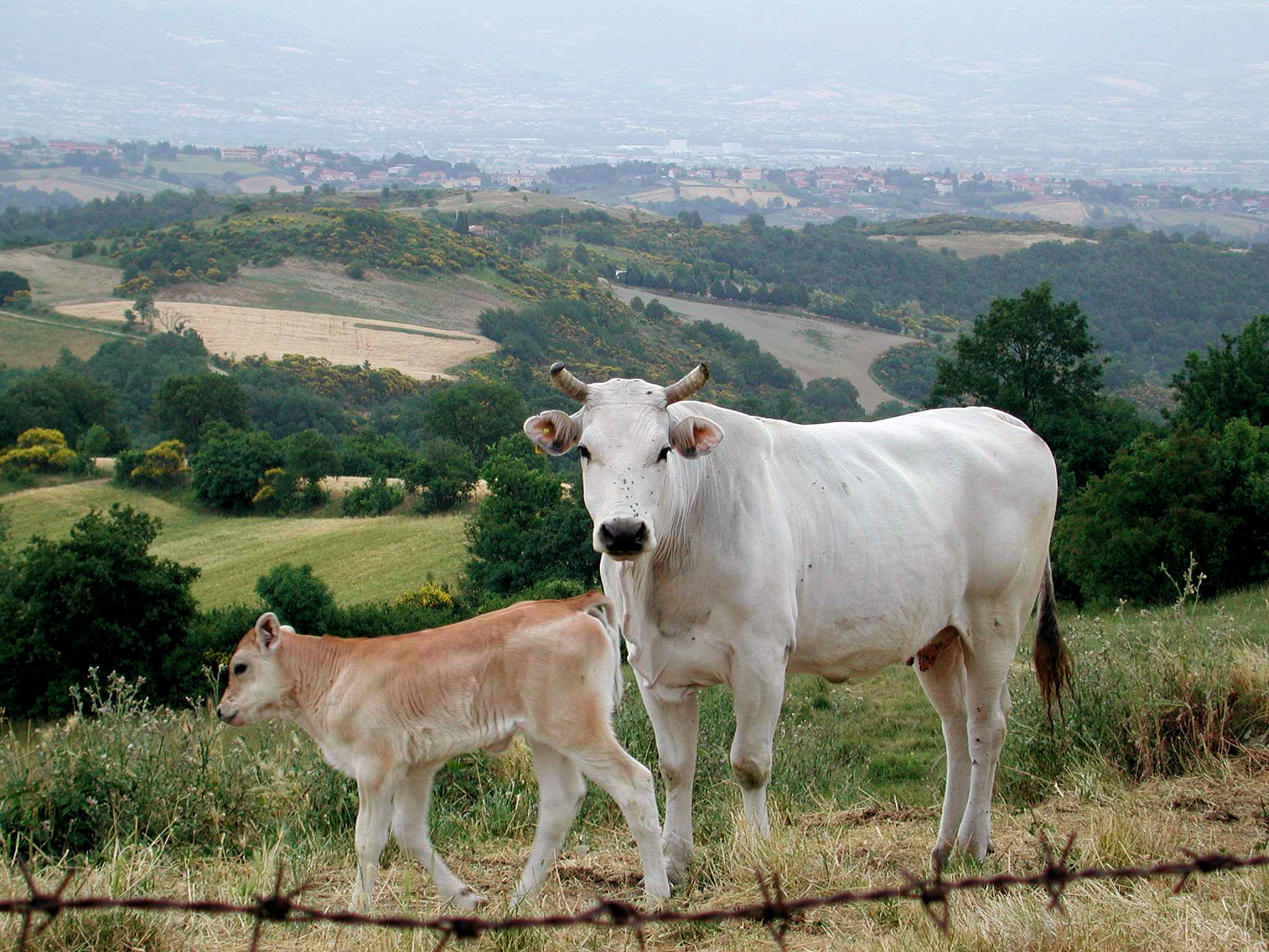 Una vacca chianina con il vitello (foto Monica Arellano - Wikipedia)