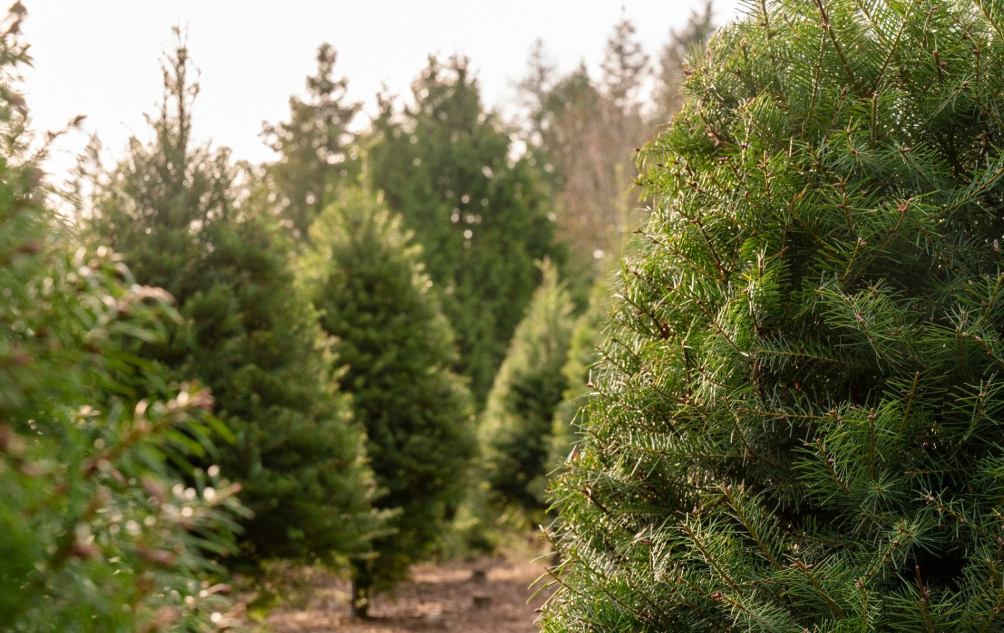 Alberi di Natale in affido a Scandicci. Un parco per accogliere gli abeti