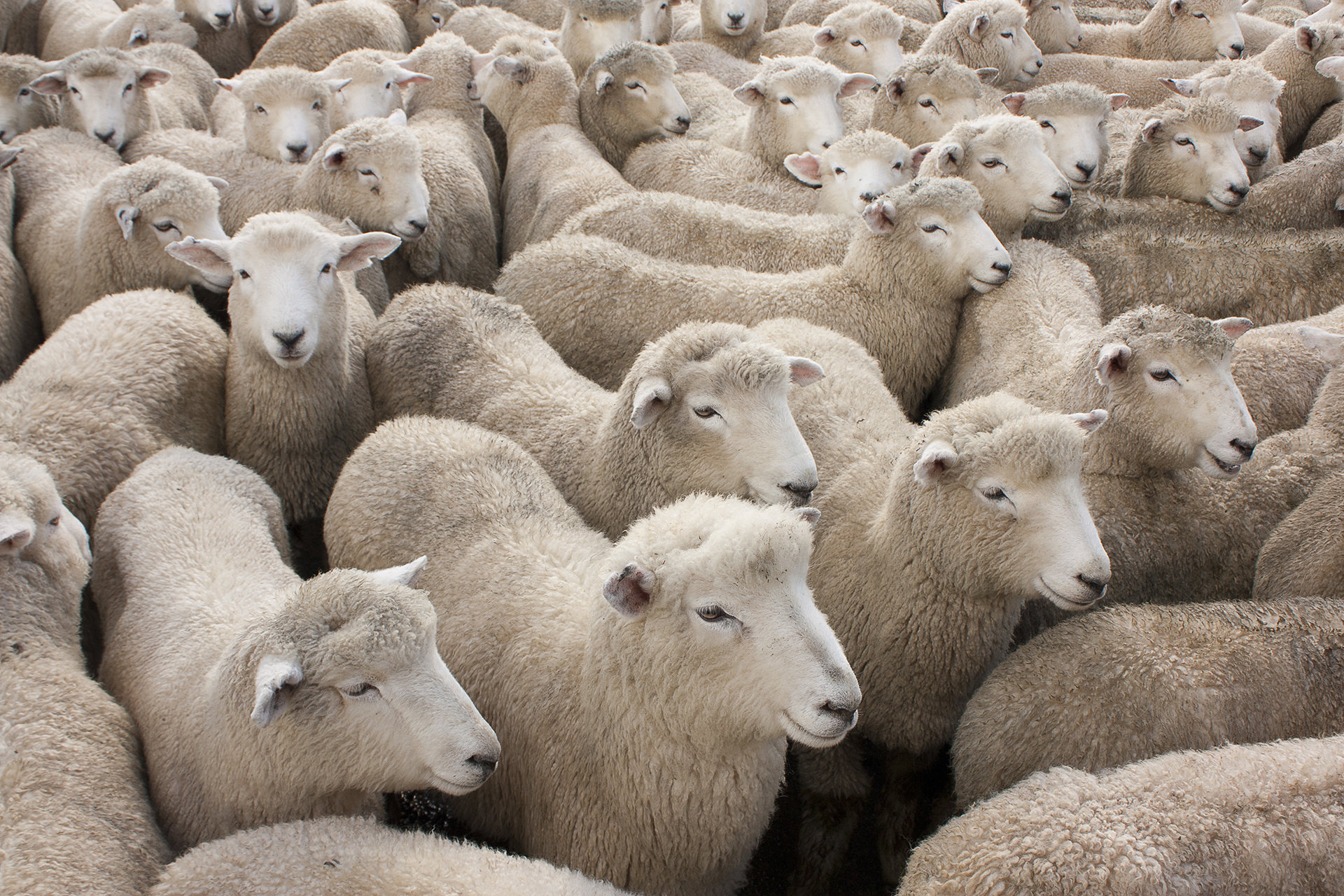 Pecore in un recinto