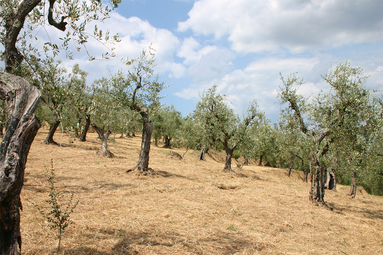 Cresce la produzione di olio toscano dopo il crollo dello scorso anno