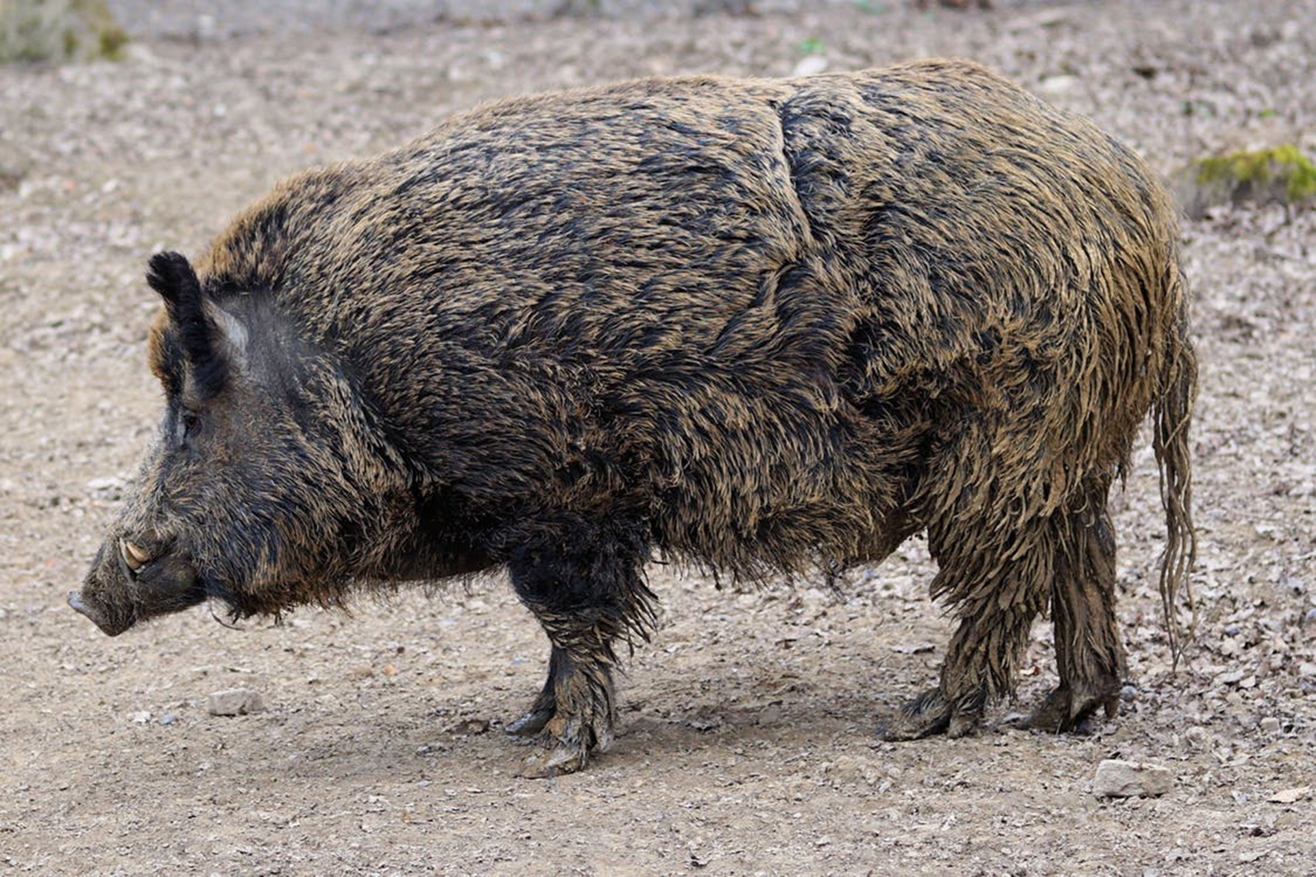 Cinghiale ammazzato a colpi di bastone. Denunciati due bracconieri