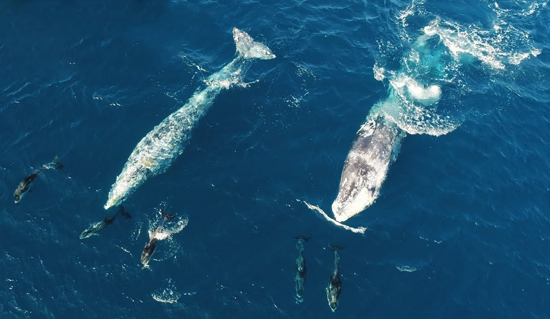 Delfini e balene giocano insieme, tutto da vedere