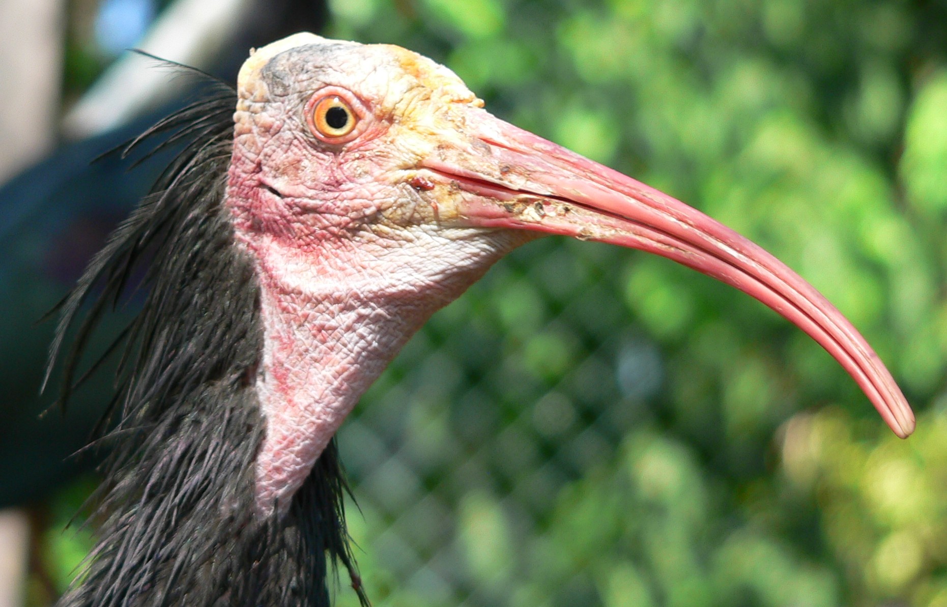 Ibis eremita