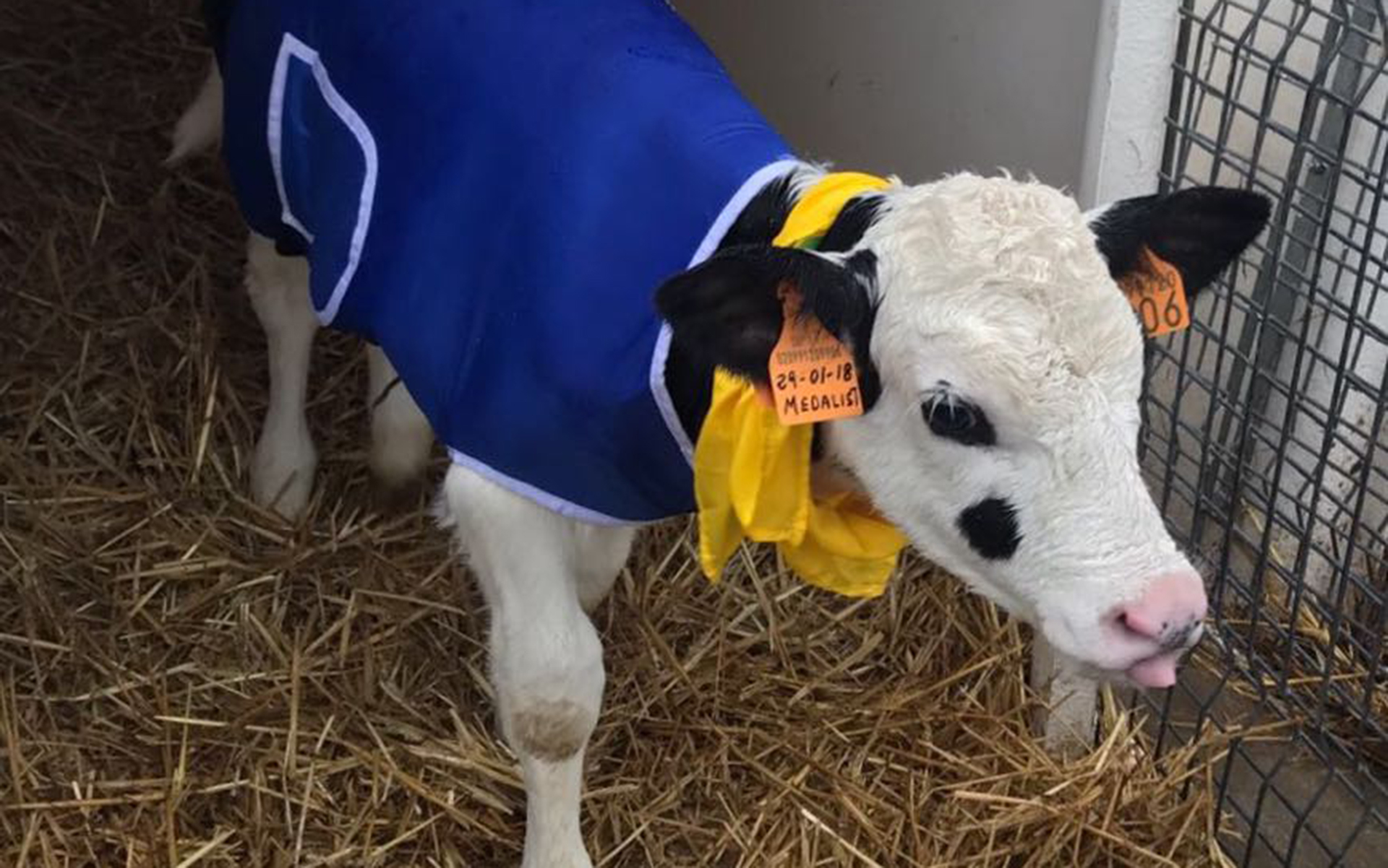 Mucche col cappotto contro il freddo pungente