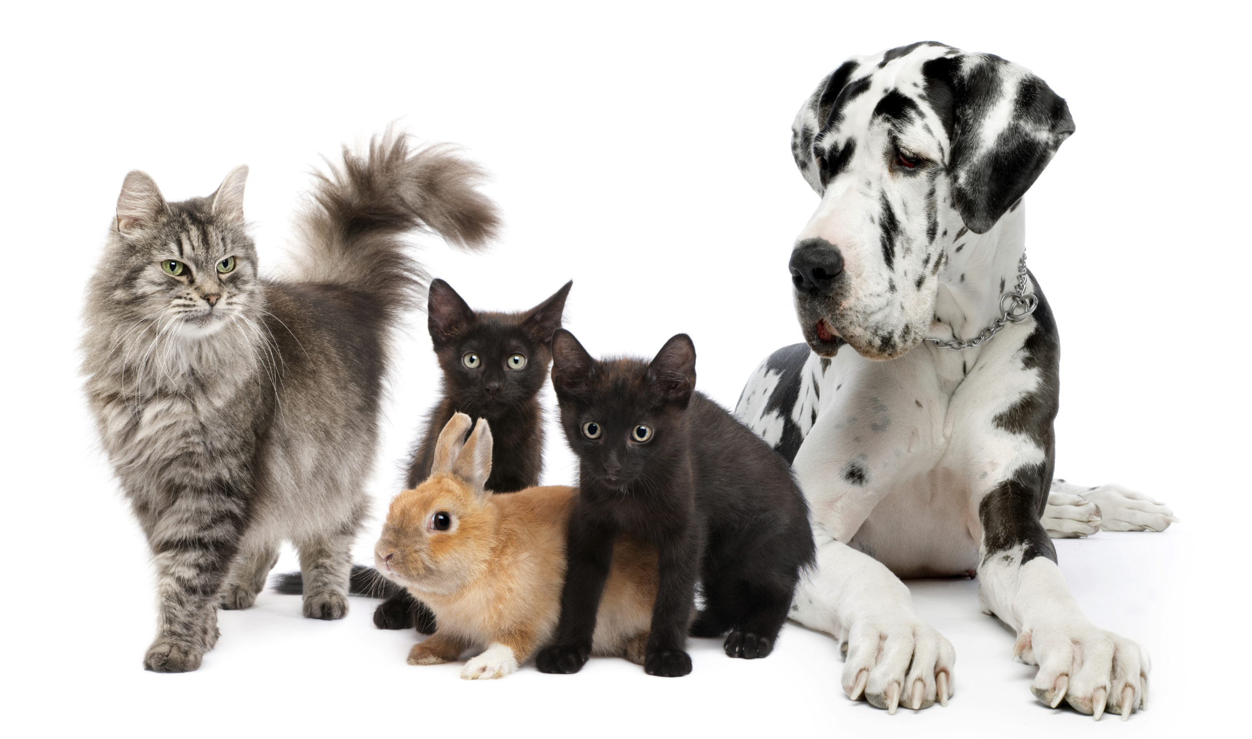 Cani, gatti & Co nel 32% delle case: quanto costa mantenere un animale