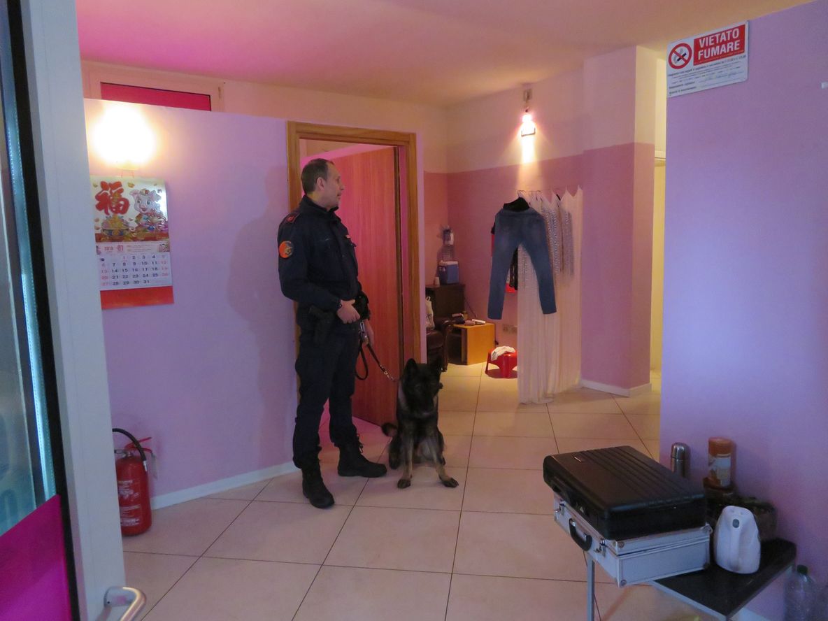 Il cane poliziotto che ha visitato i centri massaggi sequestrati