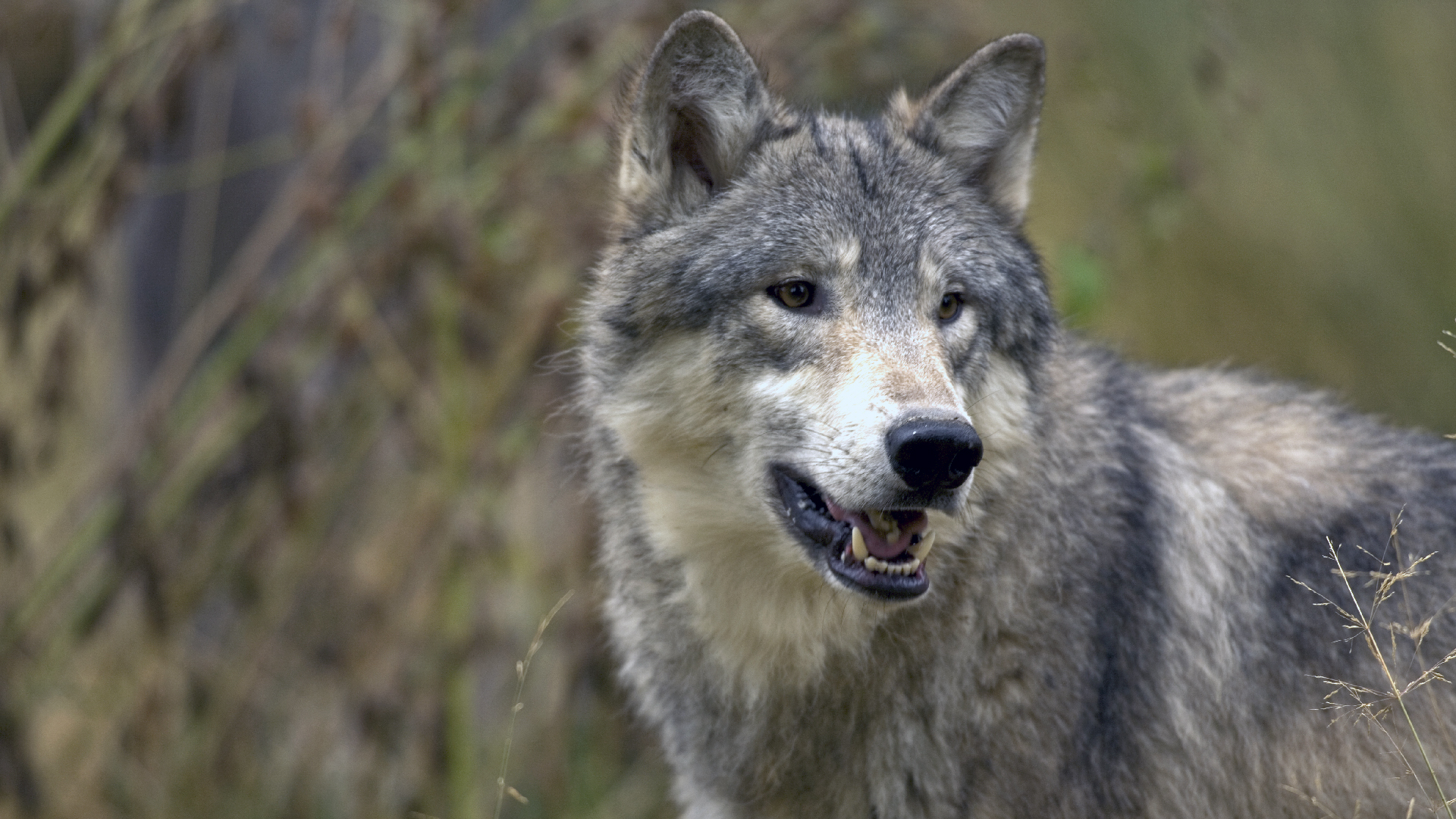 A caccia senza porto d’armi e morso da un cane, accusa i lupi: denunciato