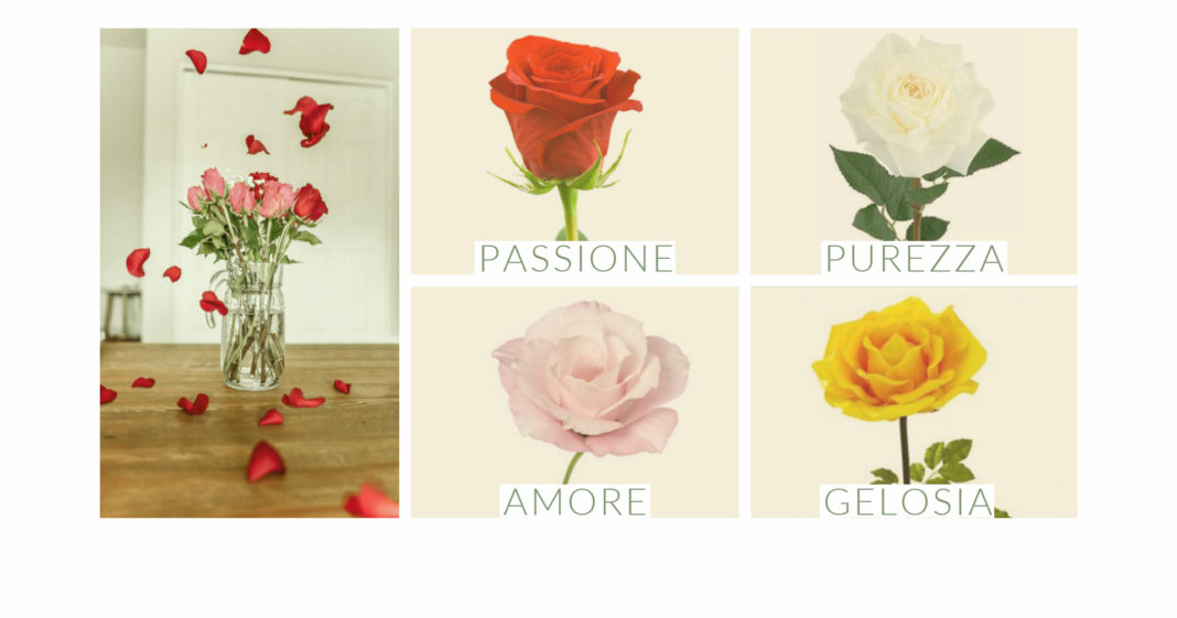 Il linguaggio dei fiori - le rose