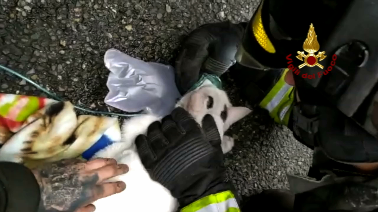 Gattino salvato dai pompieri