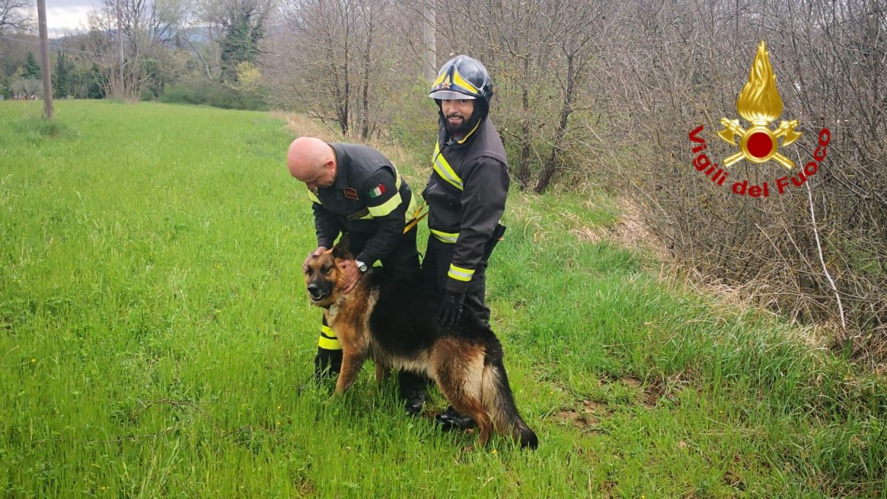 Cane finito in un torrente salvato dai pompieri