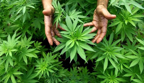 Sequestrata piantagione di marijuana con oltre 10mila piante