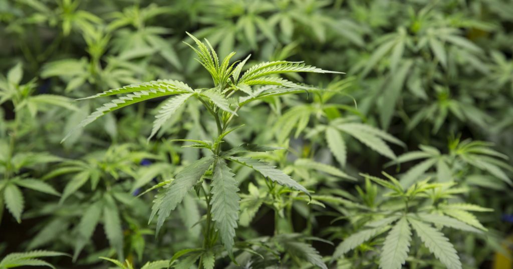 marijuana