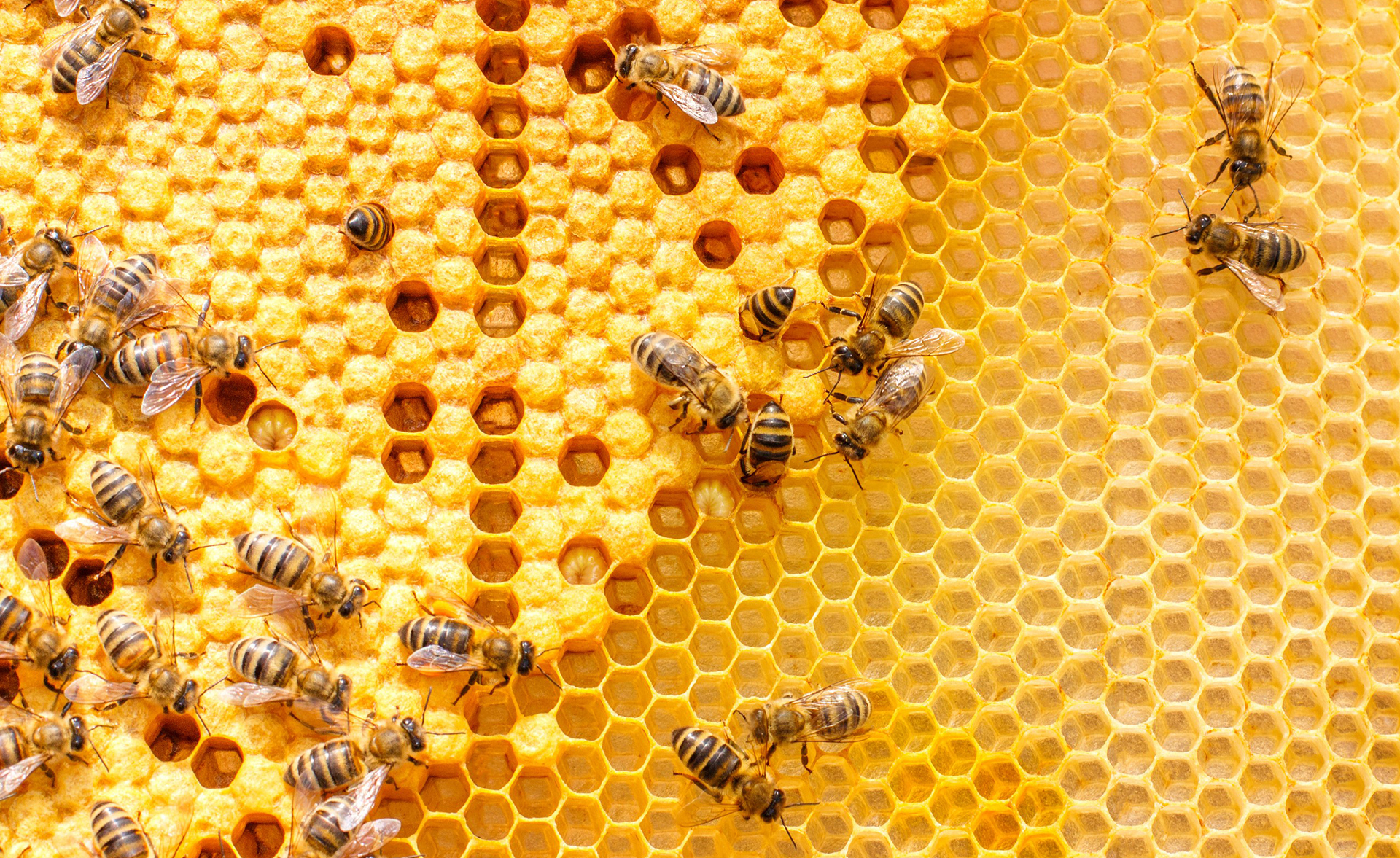 Le api non volano più e la produzione di miele crolla