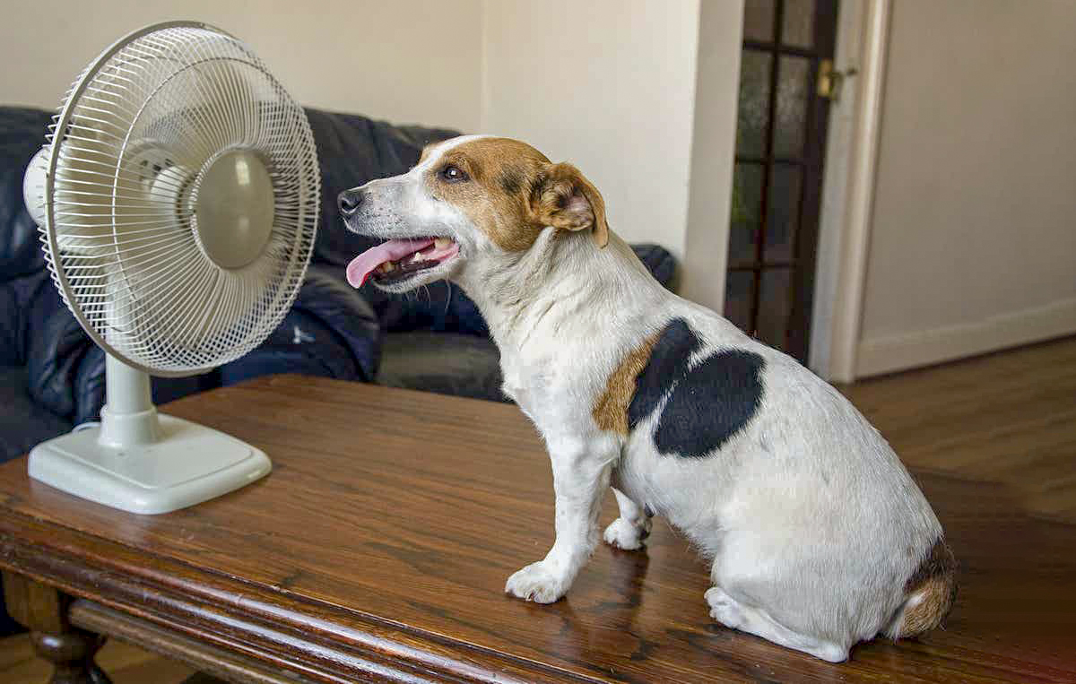 7 regole per proteggere il cane durante le giornate più calde