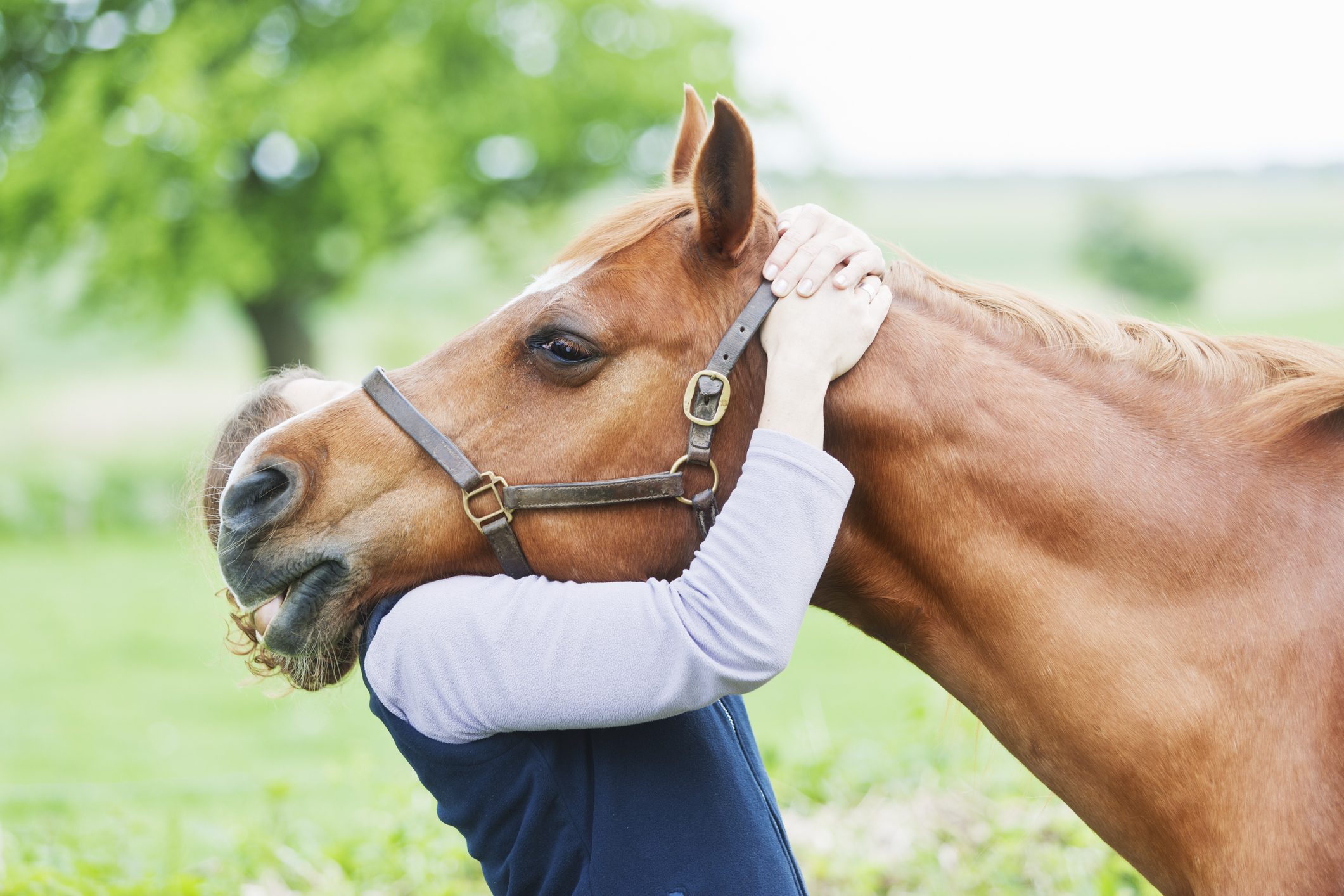 Un cavallo abbracciato