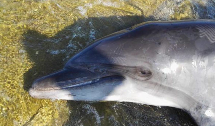 Delfino spiaggiato a San Vincenzo
