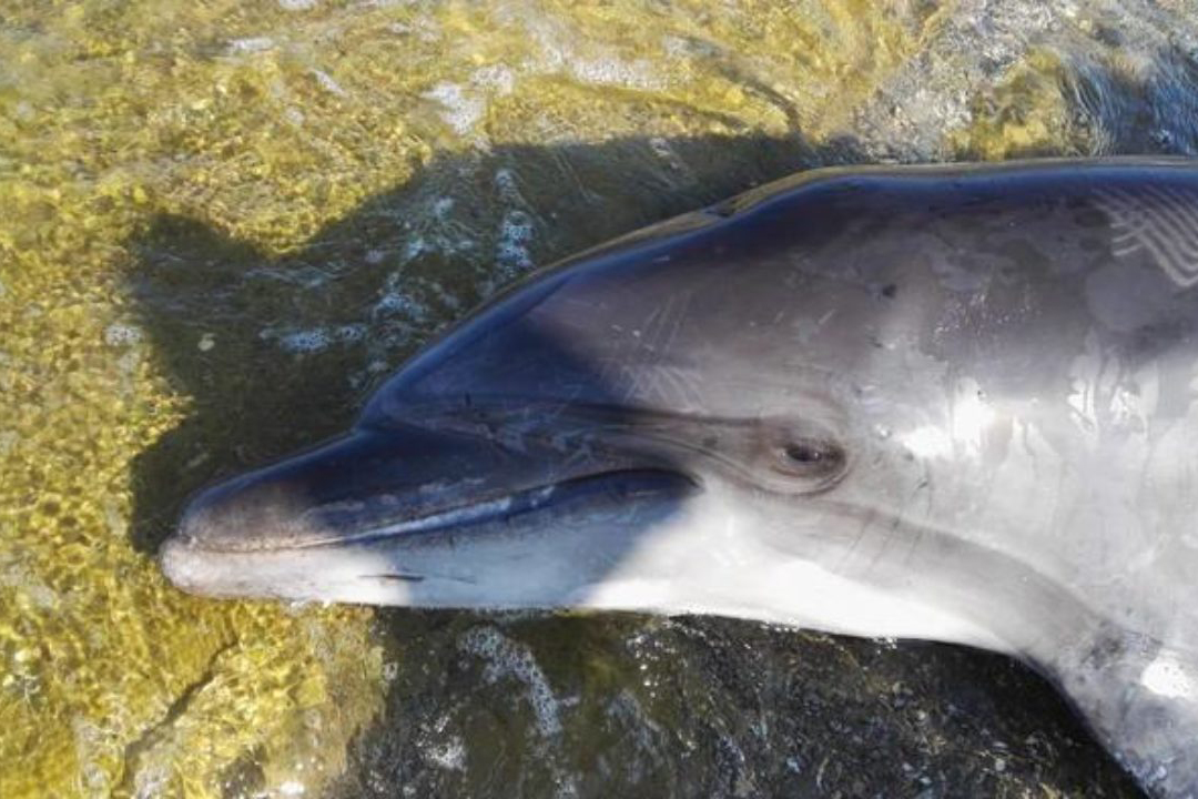 Delfino spiaggiato a San Vincenzo