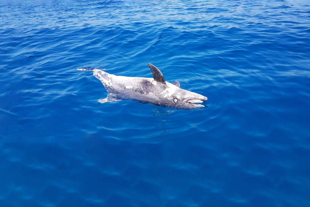 Delfino spiaggiato