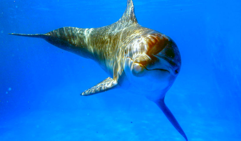 Delfino tursiops truncatus