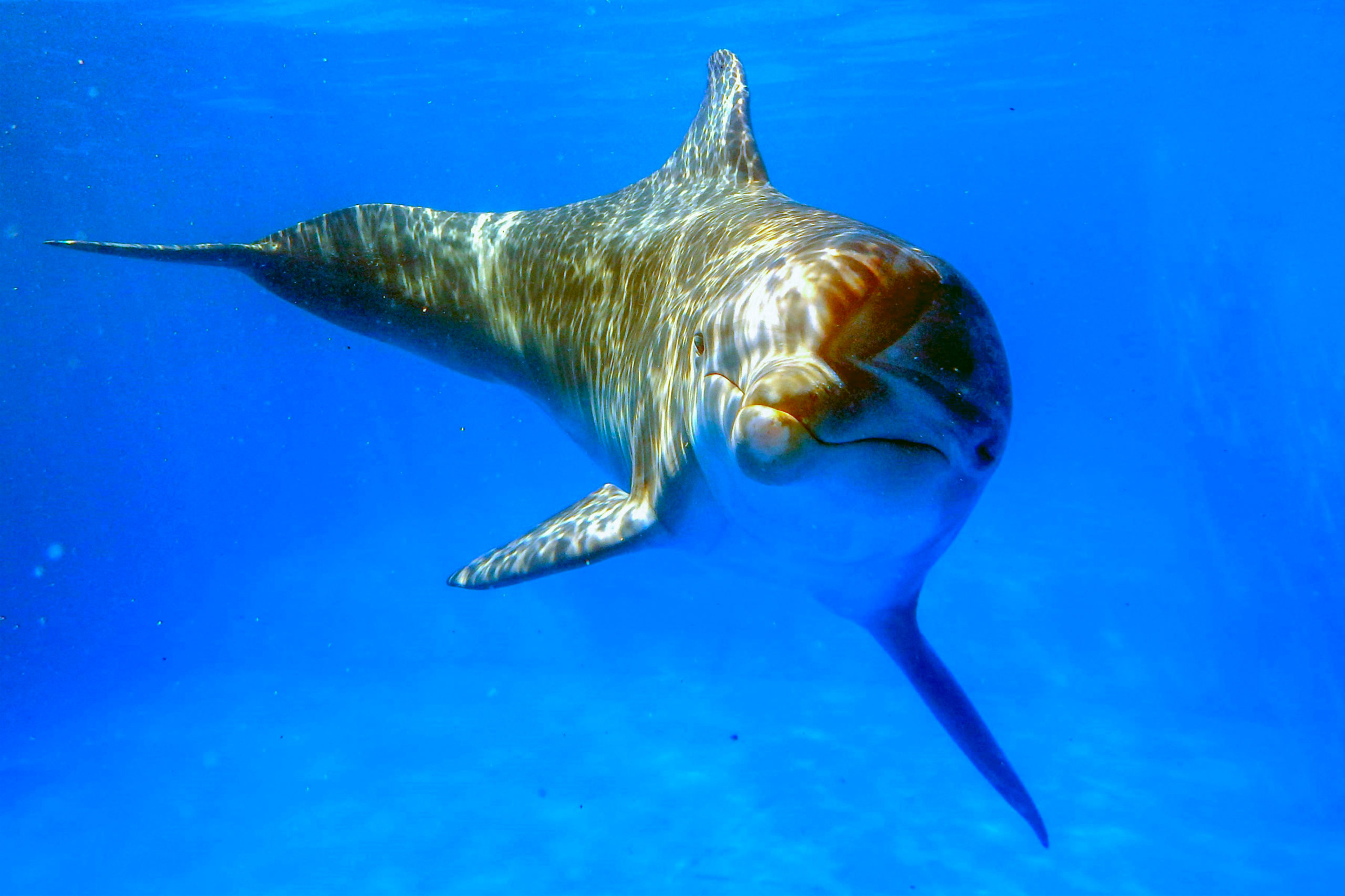 Delfino tursiops truncatus