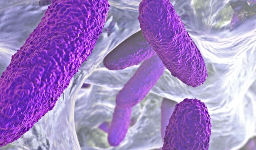 Klebsiella pneumoniae