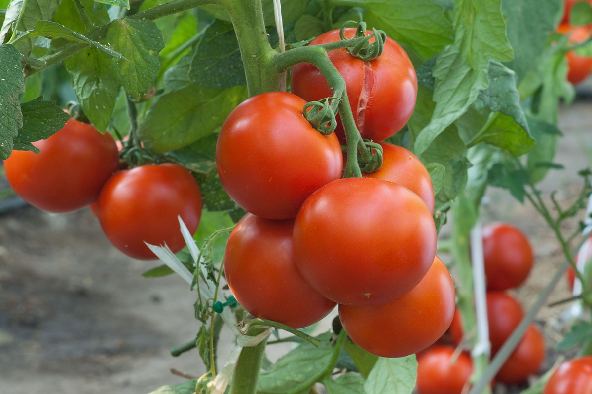 Tutto quello che non sapete sul pomodoro o che rischiate di dimenticare