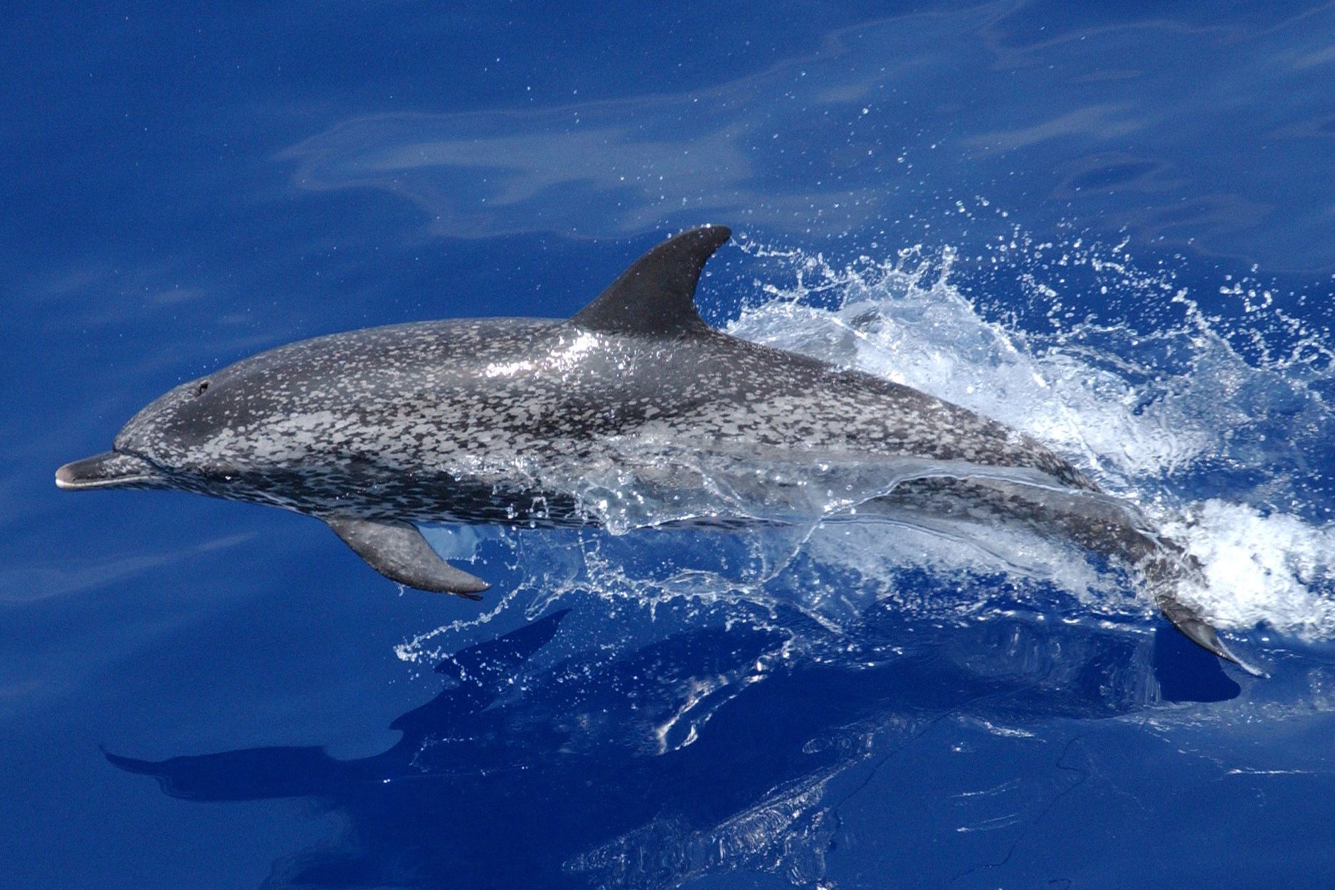 Delfini, definita l’area del sito di interesse comunitario