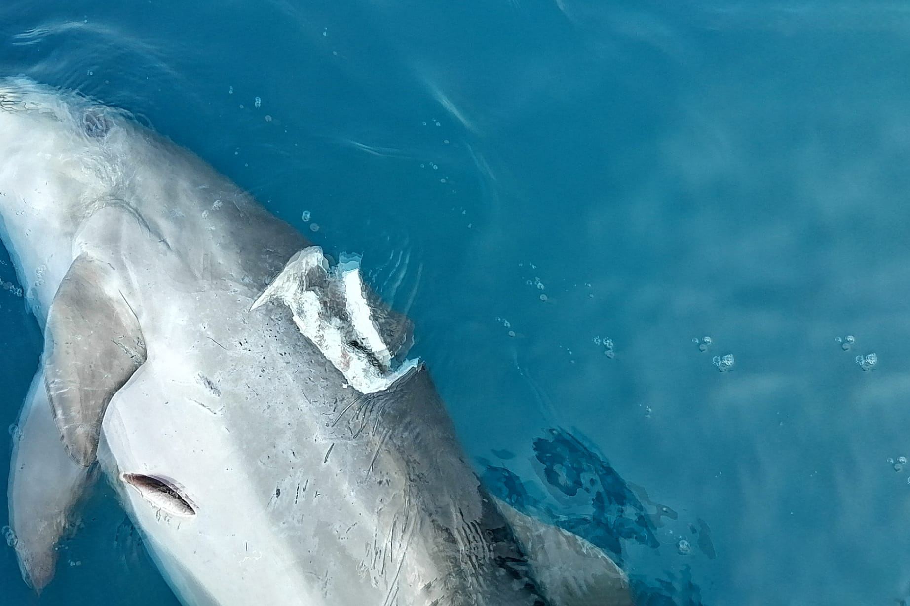 Ancora un delfino morto nelle acque toscane