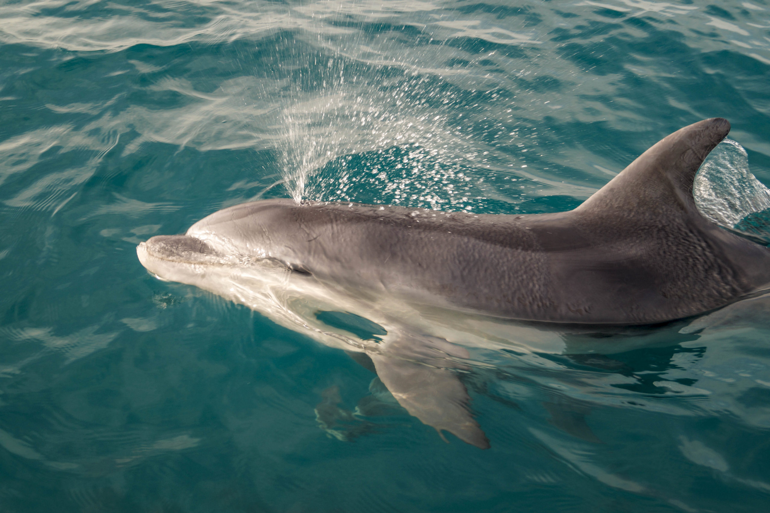 34 delfini morti in Toscana e 14 sull’Adriatico. Si cercano le cause