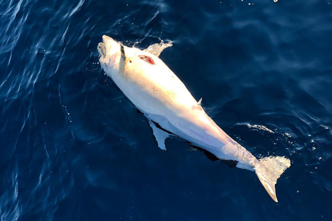 Un delfino morto alla deriva