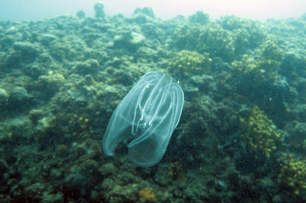 Una noce di mare