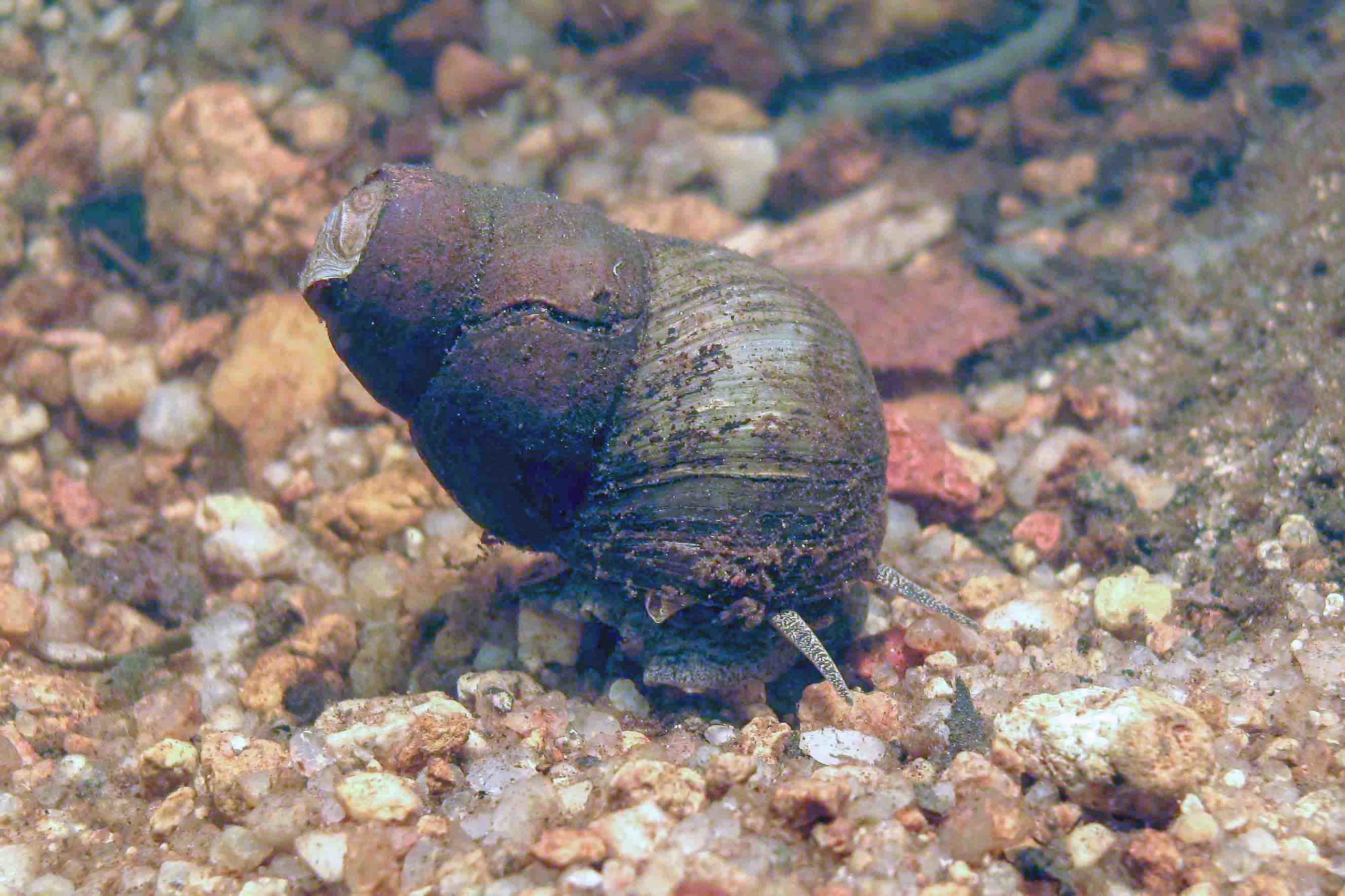 Mangiano mollusco dell’Arno e rischiano di ammalarsi. Divieto di pesca della sinotaia quadrata